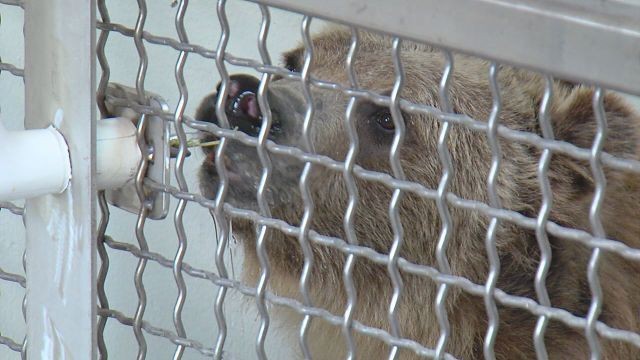 Bears, seals, otters, oh my! Hogle Zoo welcomes new animals