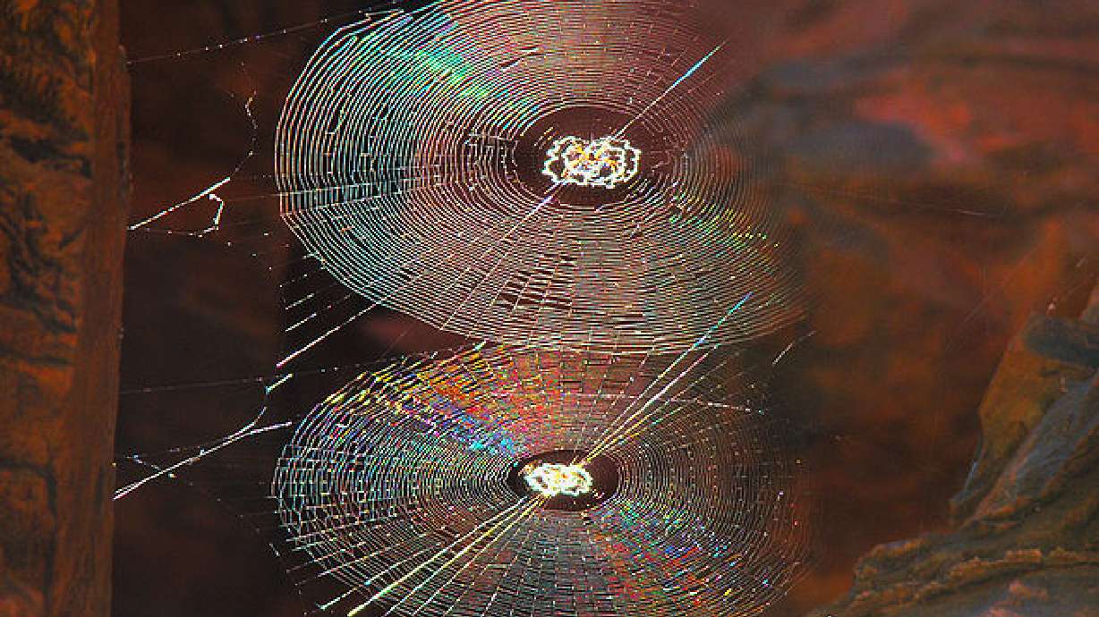 Curious things about spider webs