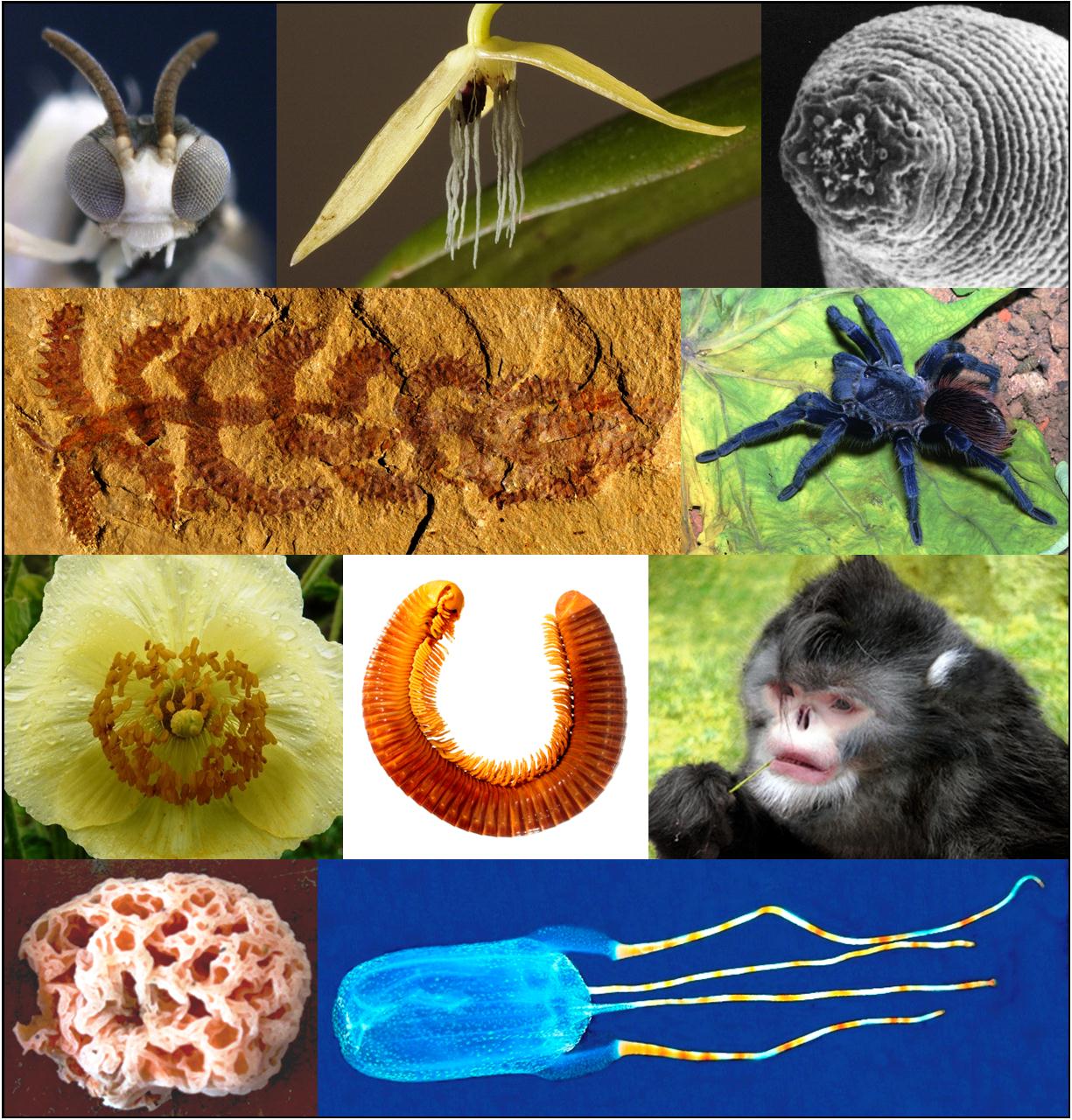 Top 10 new species: Walking sausages, sneezing monkeys and blue spiders