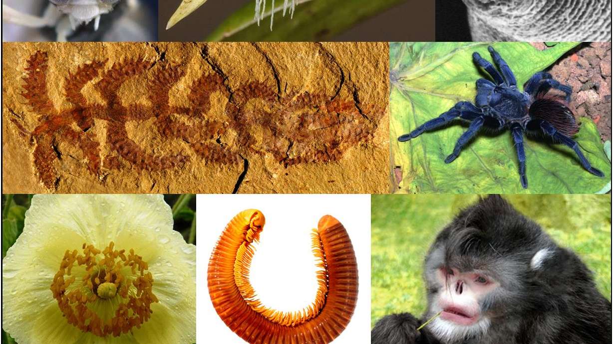 Top 10 new species: Walking sausages, sneezing monkeys and blue spiders
