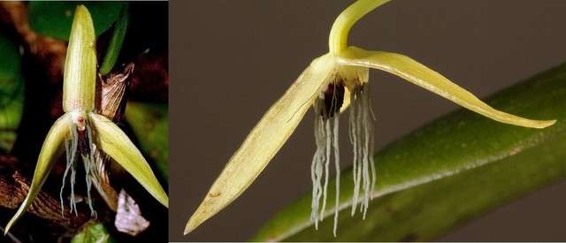 Top 10 new species: Walking sausages, sneezing monkeys and blue spiders