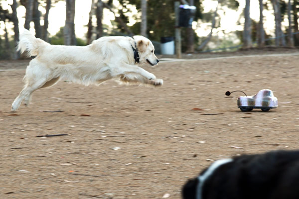 Go-Go Dog Pals lets you exercise Rover without tapping your precious calorie reserve