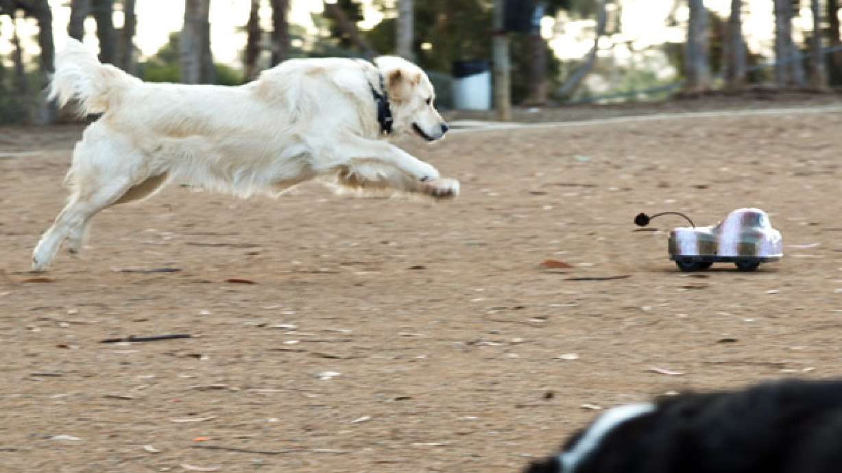 Go-Go Dog Pals lets you exercise Rover without tapping your precious calorie reserve