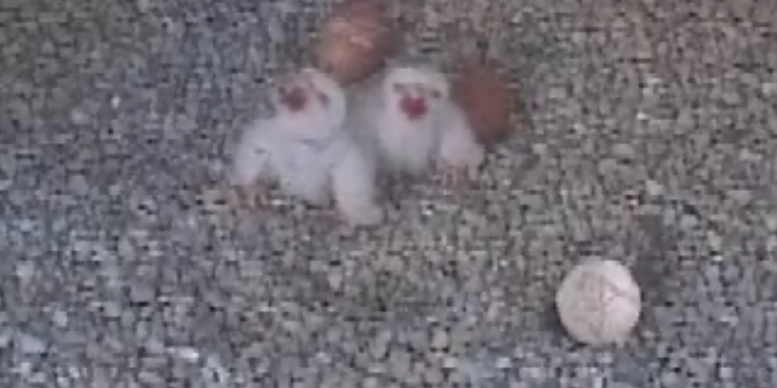 Falcon chicks born, with two more to come