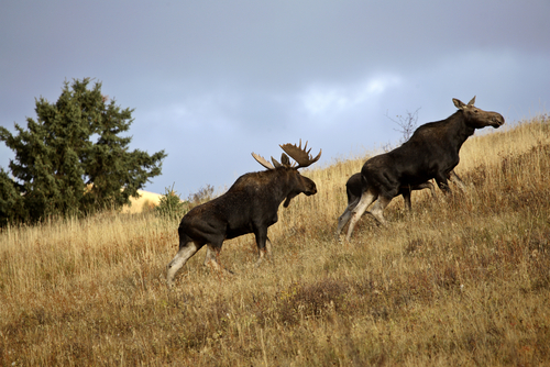 Another moose turns up in Cache Valley