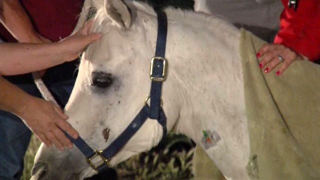 Horse rescued from basement after falling through window