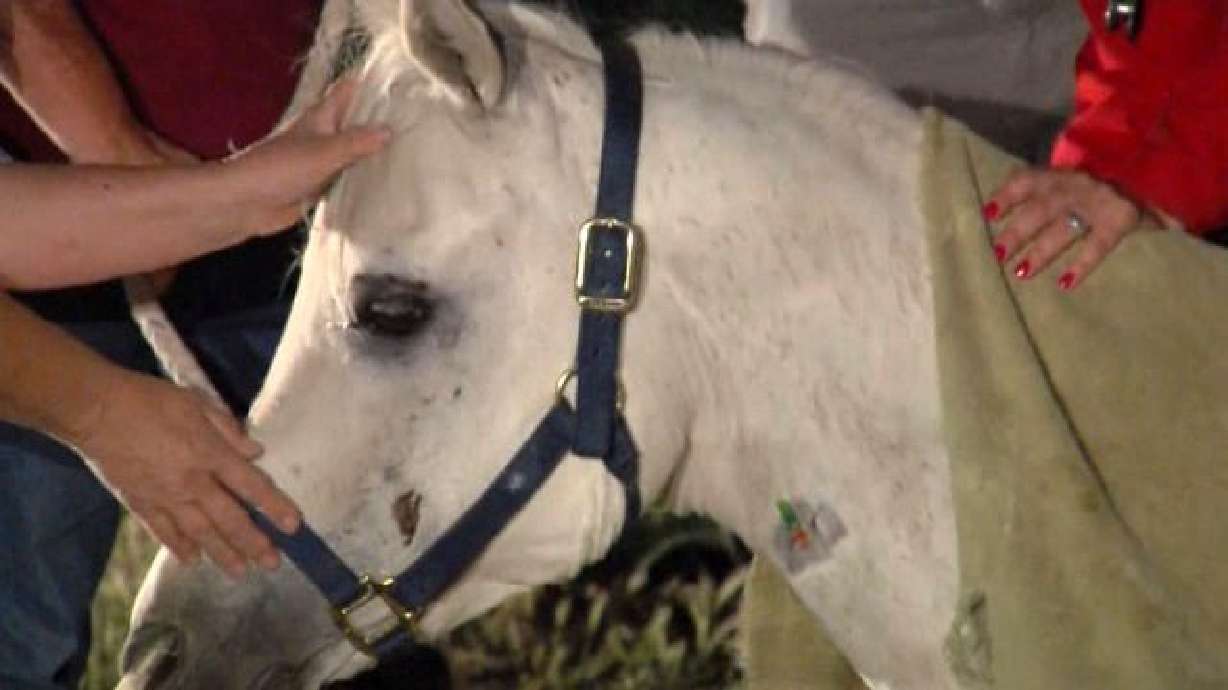 Horse rescued from basement after falling through window