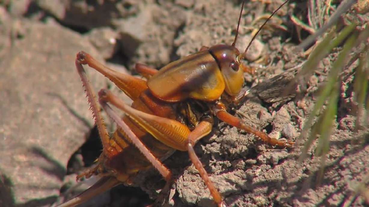 Mormon cricket infestation under control in Beaver County