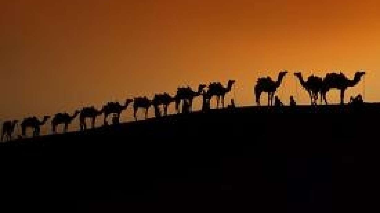 Curious things about camels