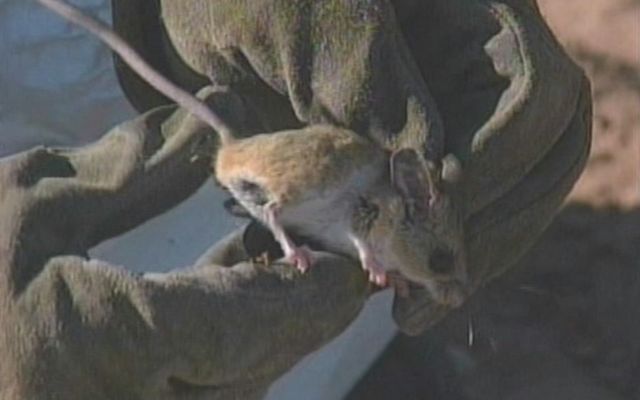 2 hantavirus-related deaths confirmed in Utah