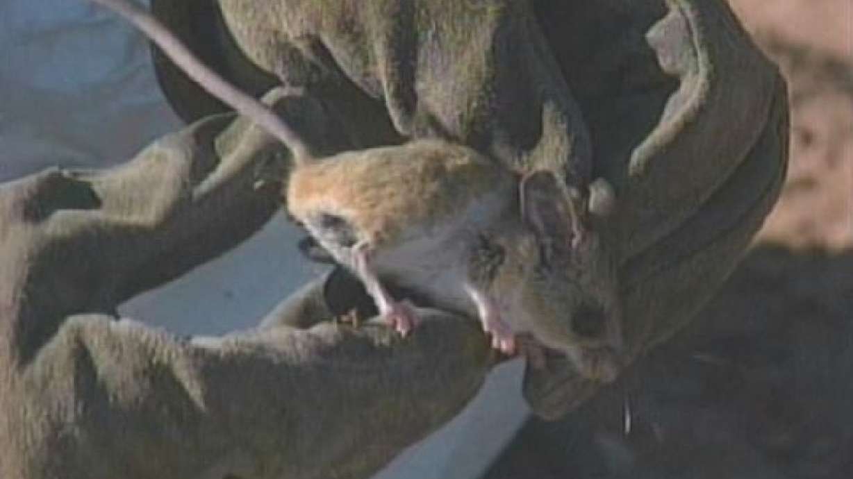 2 hantavirus-related deaths confirmed in Utah