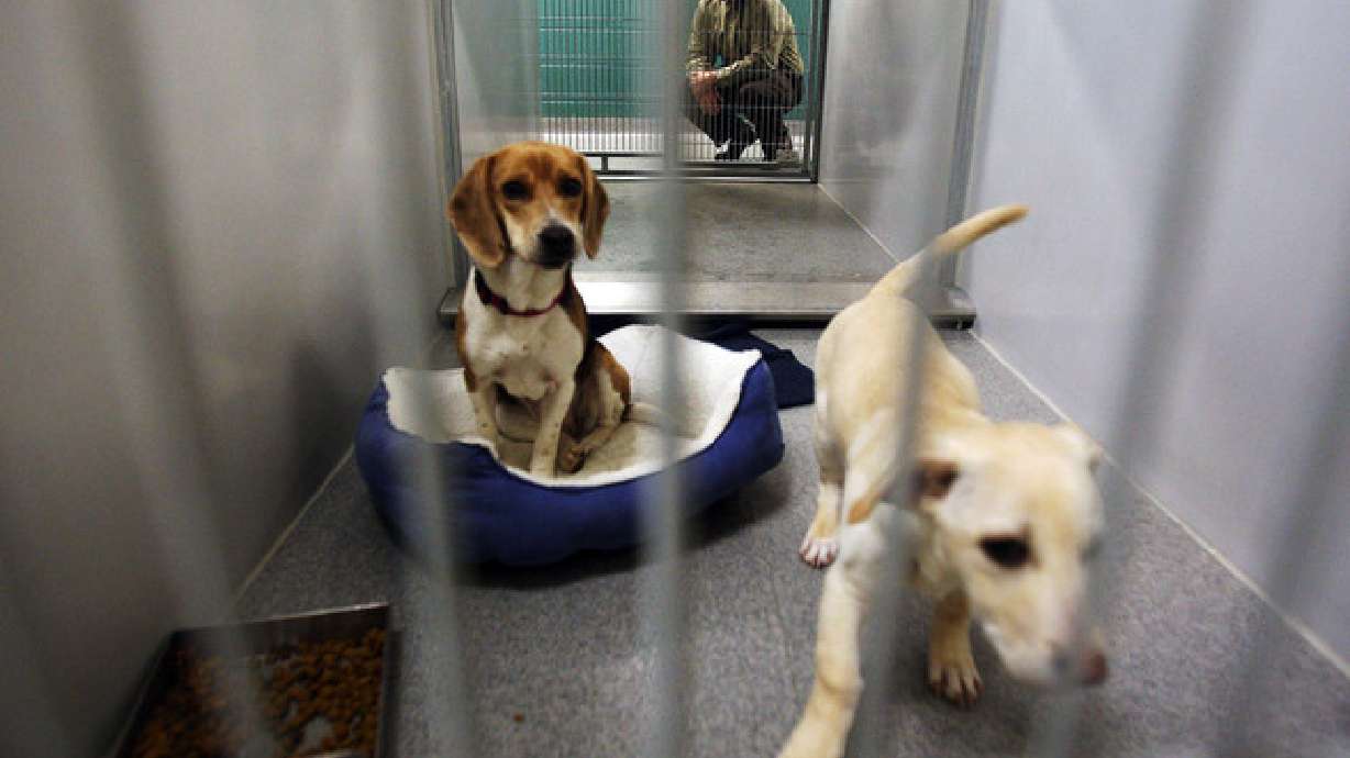 St. George animal shelter worker demoted for alledged misconduct