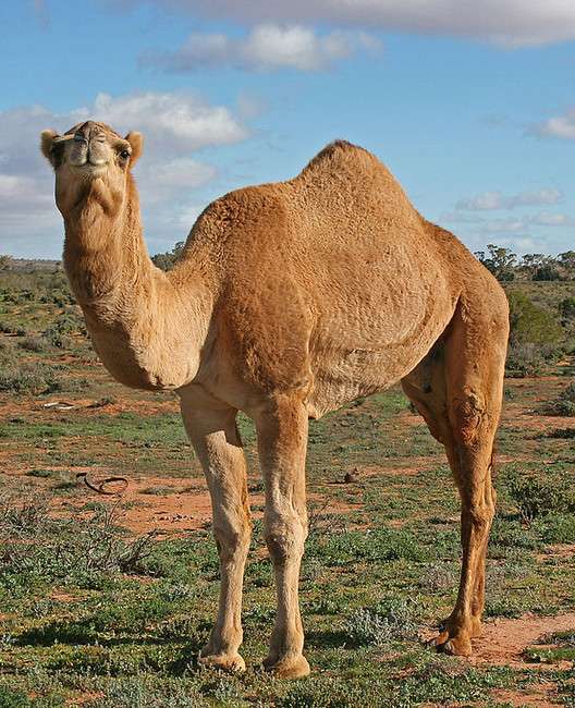 A dromedary camel, with its single hump of fatty tissue.