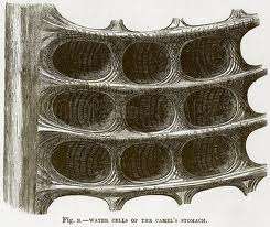 An illustration of water cells in a camel's stomach.
