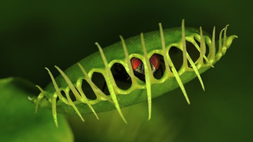 Carnivorous Plants Are Becoming Vegetarian Because of Pollution [Science]