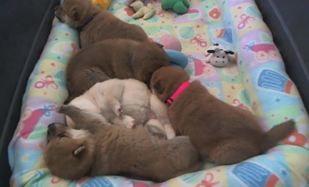 Why looking at puppies makes you a better surgeon