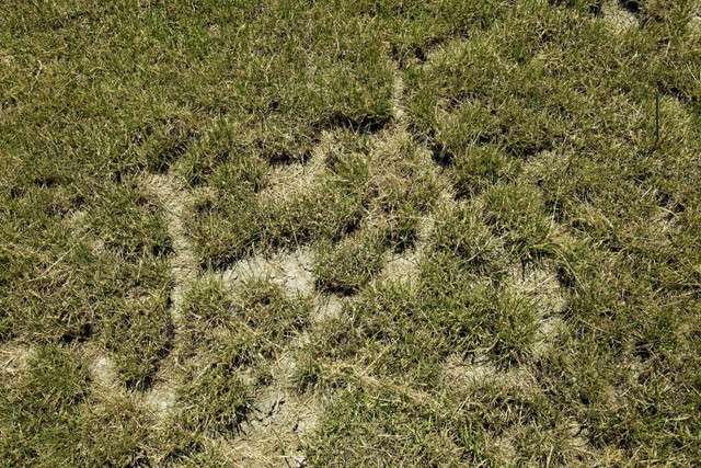 Voles ruin the lawn at a home in Foxboro North development in North Salt Lake City Wednesday, June 20, 2012. The neighborhood is being overrun with Voles, a type of meadow mouse.