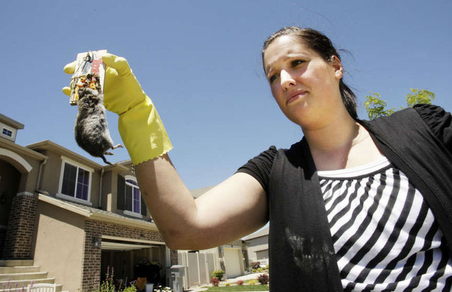 Voles infesting North Salt Lake neighborhood 