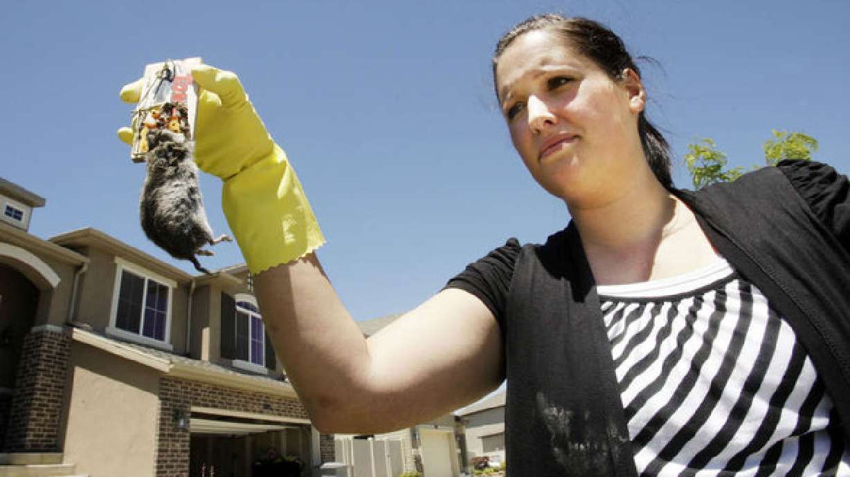 Voles infesting North Salt Lake neighborhood