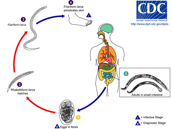 The hookworm life cycle.