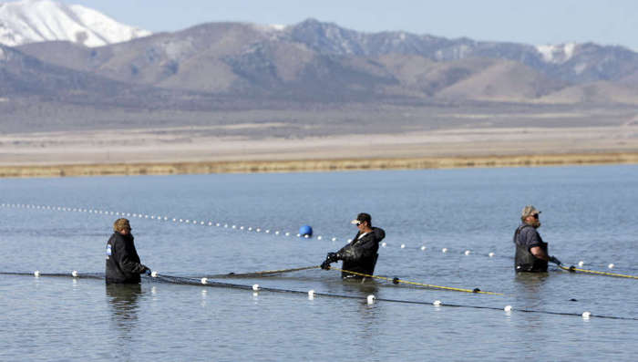 Fisherman adjust netting after catching Carp 
and White Bass at Goshen Bay in Utah Lake 
Friday, Feb. 24, 2012. The contract is to 
remove carp from Utah Lake with over 7 million 
pounds of the fish already caught and removed. 
(Jeffrey D. Allred/Deseret News)
