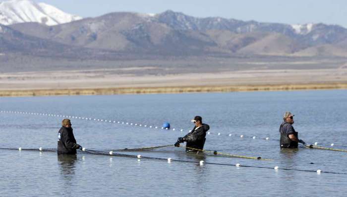Fisherman adjust netting after catching Carp
and White Bass at Goshen Bay in Utah Lake
Friday, Feb. 24, 2012. The contract is to
remove carp from Utah Lake with over 7 million
pounds of the fish already caught and removed.
(Jeffrey D. Allred/Deseret News)