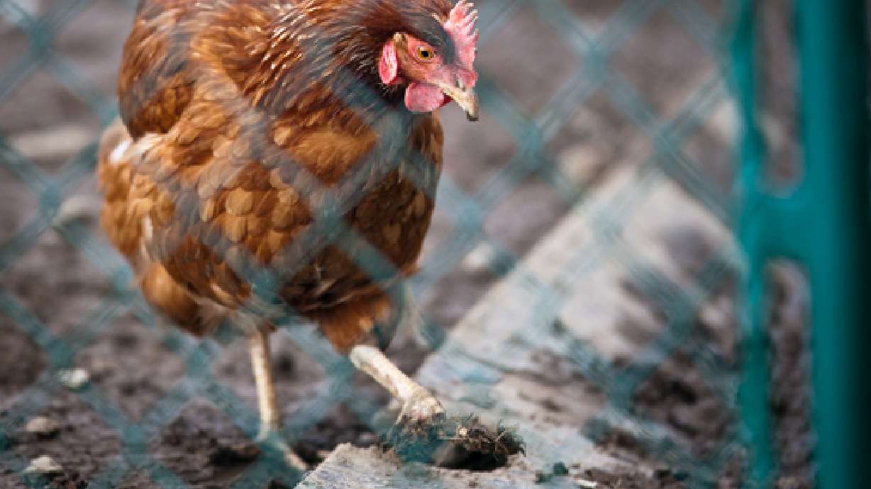 The coolest chicken digs in the city!!