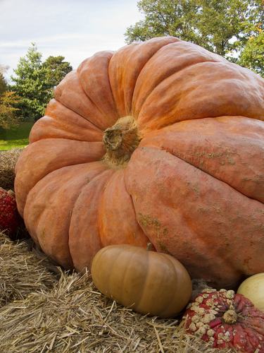 Utah Giant Pumpkin Growers