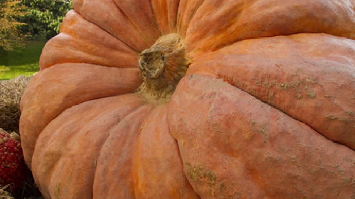 Utah Giant Pumpkin Growers