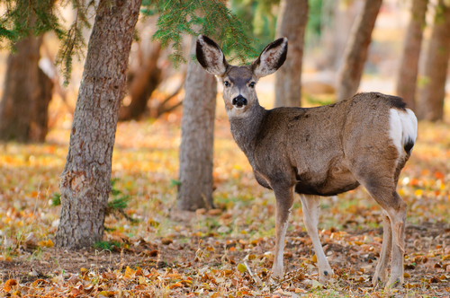 Utah wildlife officials: Don't pet or pick up deer