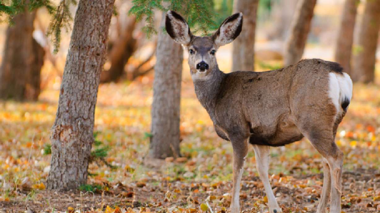 Highland approves deer hunt within city limits