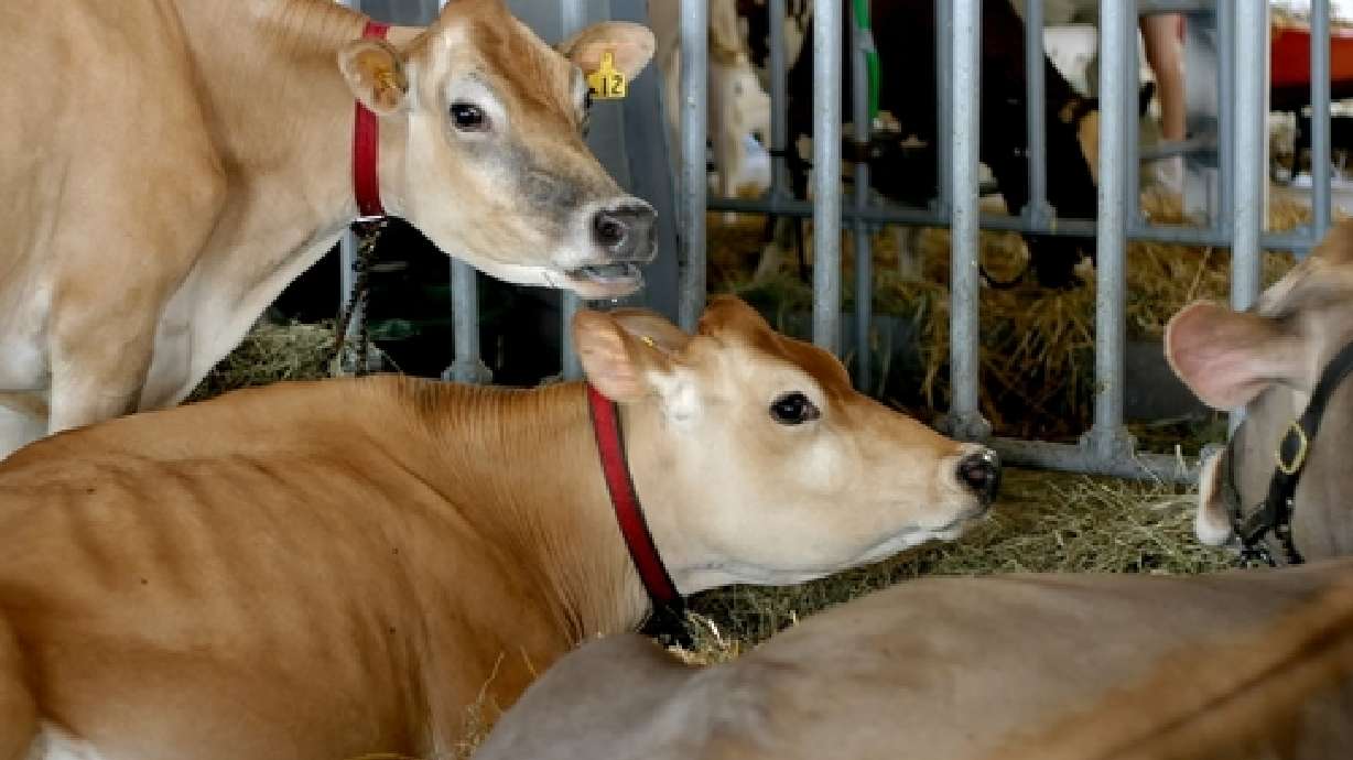 USU Extension 4-H Centennial