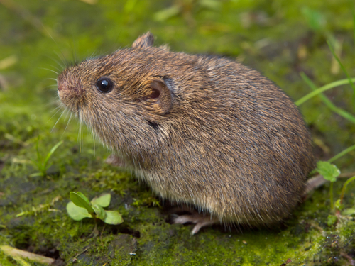 Voles