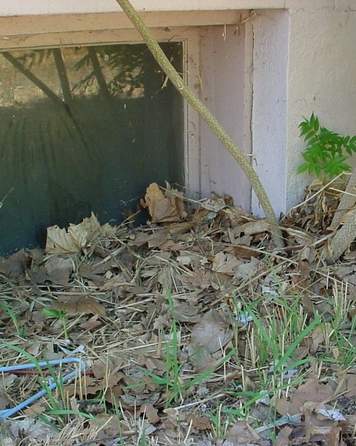 The termites are coming! The termites are coming!