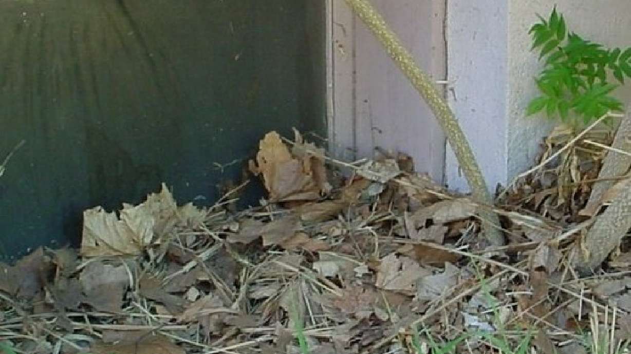 The termites are coming! The termites are coming!