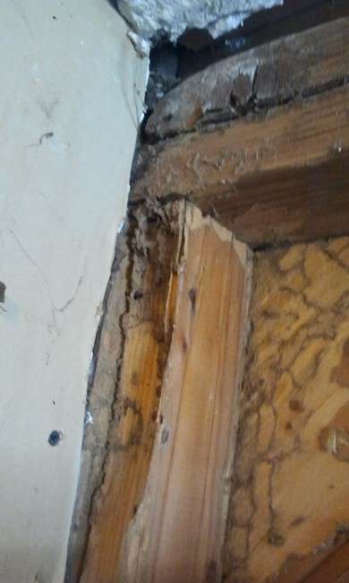 The termites are coming! The termites are coming!