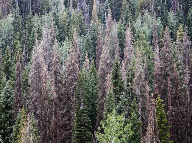 Loggers blame Forest Service for deteriorating, dangerous trees | KSL.com