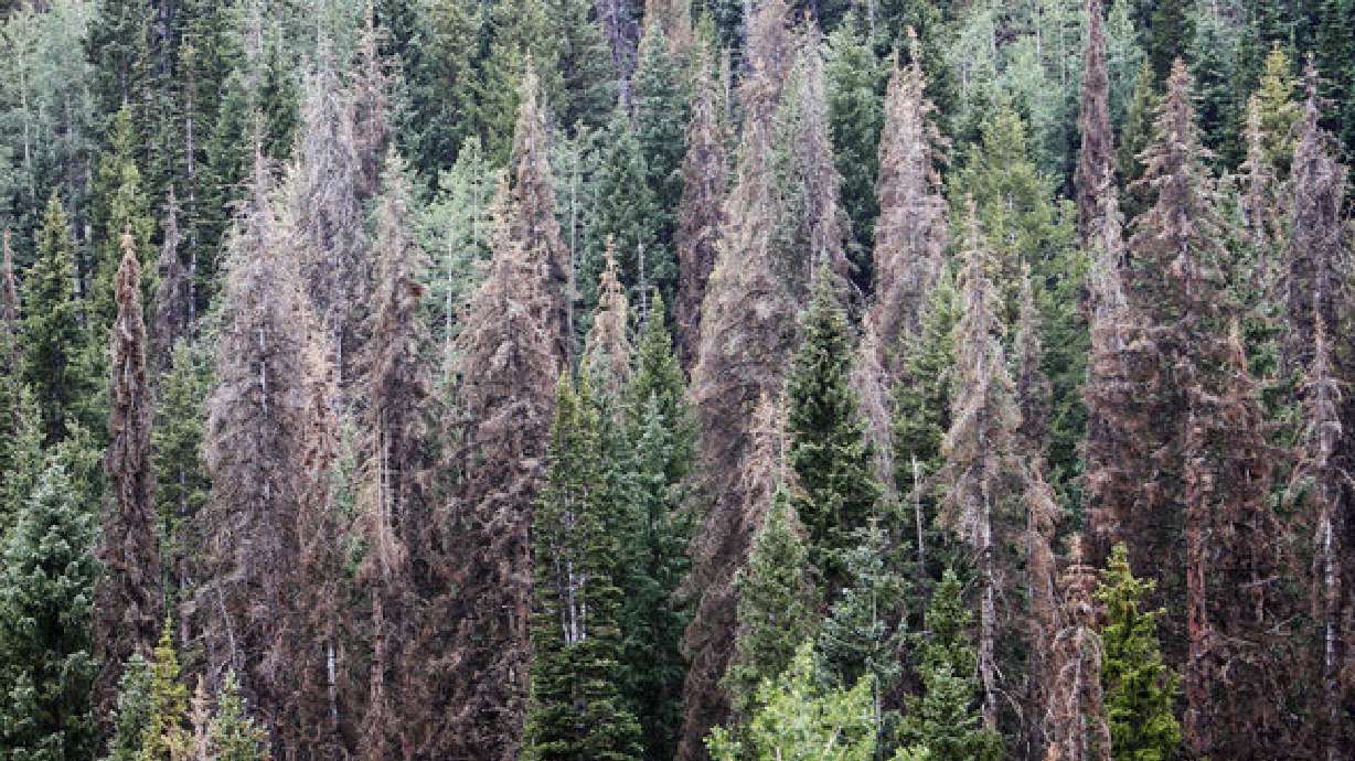 Loggers blame Forest Service for deteriorating, dangerous trees