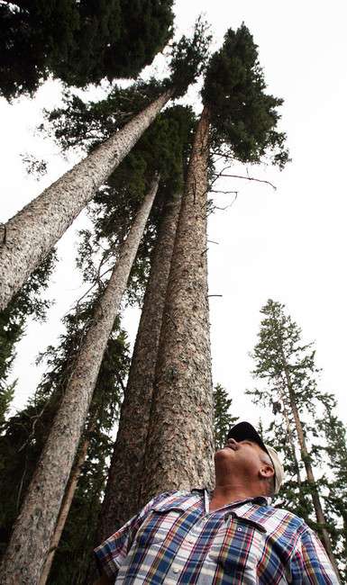 John Blazzard, who runs a lumber business, looks up at a dying 200- to 300-year-old tree during a media tour in the Uinta National Forest, Friday, July 13, 2012. (Photo: Ravell Call, Deseret News)