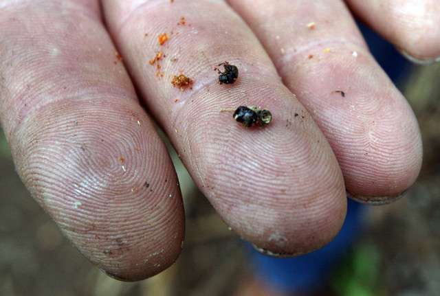 John Blazzard, who runs a lumber business, holds beetles found in a dying 200- to 300-year-old tree during a media tour in the Uinta National Forest, Friday, July 13, 2012. (Photo: Ravell Call, Deseret News)