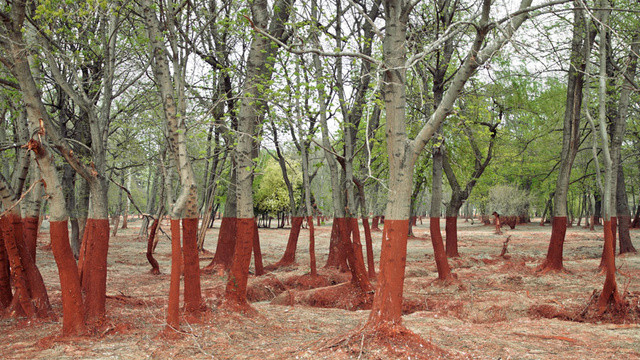 PHOTOS: A half-red world after Hungarian toxic spill