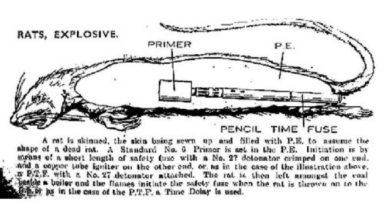 British Special Forces Used Exploding Rats Against The Nazis