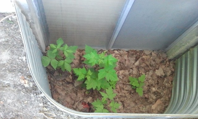 5 sure-fire ways to get termites and mold