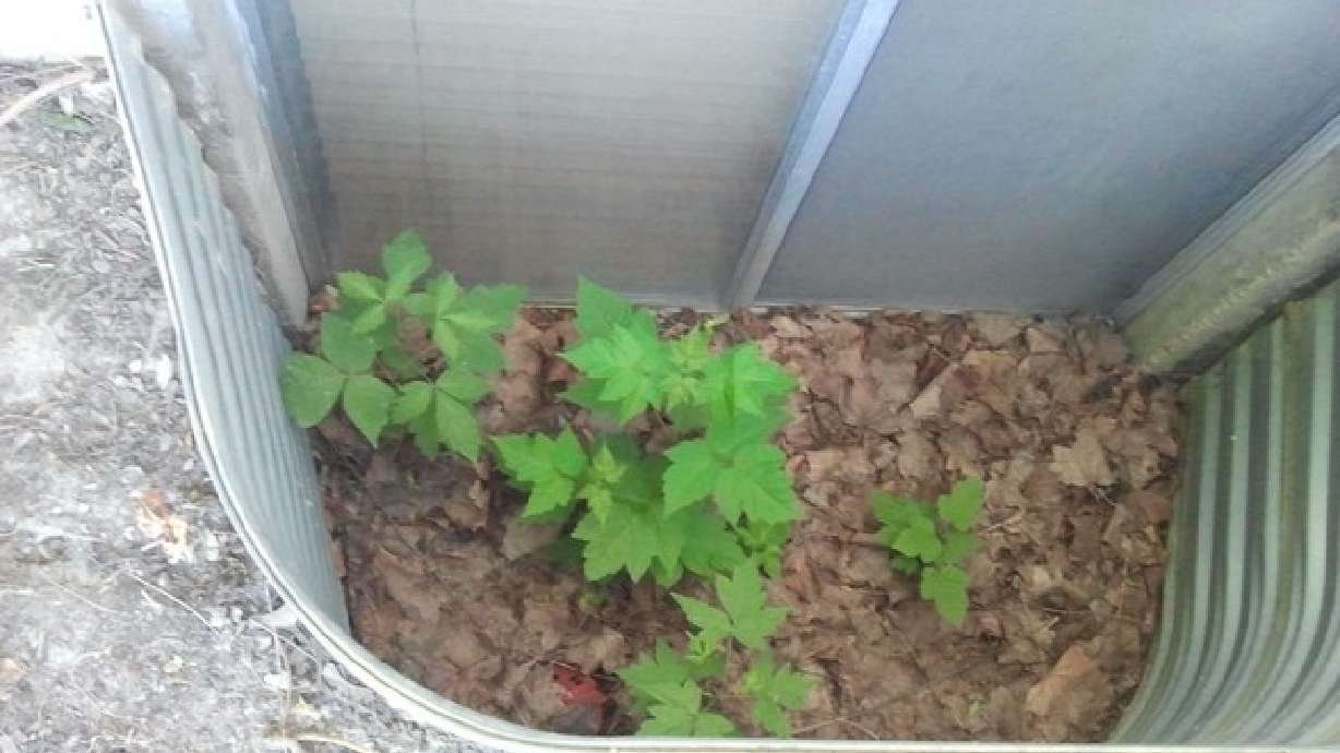 5 sure-fire ways to get termites and mold