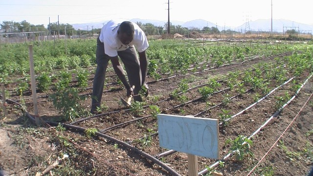 Siddiq Ismail tends to his crops growing in the 
New Roots Farm in West Valley City.