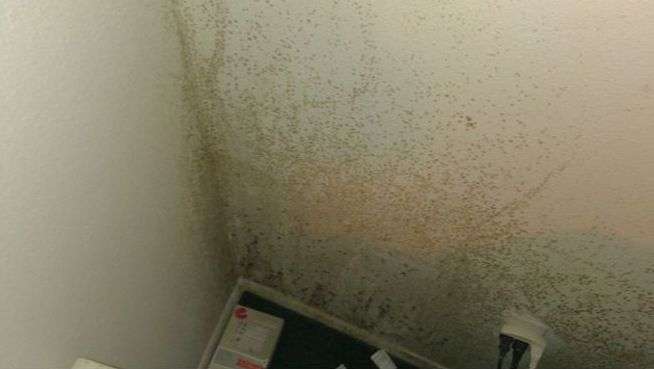 5 sure-fire ways to get termites and mold