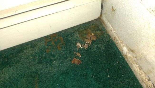 5 sure-fire ways to get termites and mold