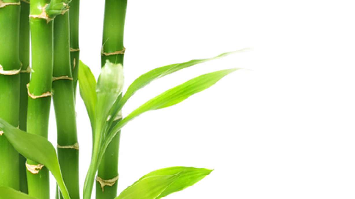 Ornamental Bamboo for Utah Landscapes