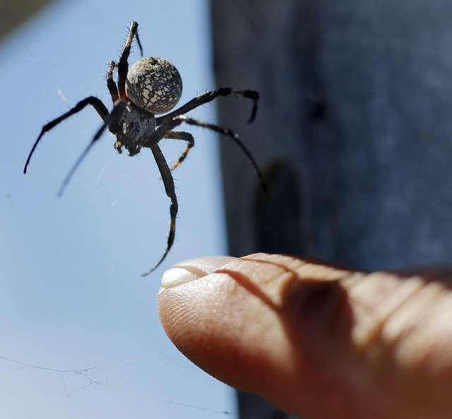 Harbor master Dave Shearer reaches up near a
spider as he talks about the thousands of orb
weaver spiders that can be found over the rocks
and boats at the Great Salt Lake Marina.