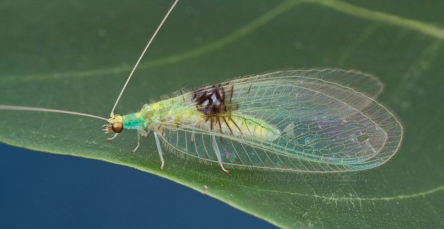 New insect species discovered thanks to Internet photo | KSL.com
